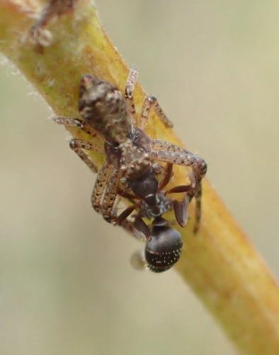 Réf. 193 442 : Tmarus sp.